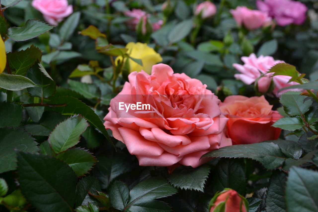 Close-up of pink roses