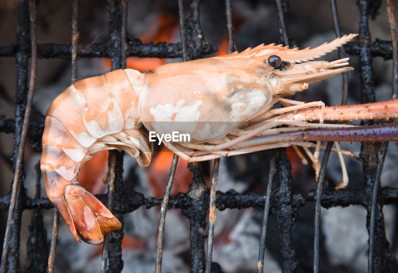 Close-up of seafood in cage.grilled shrimp.