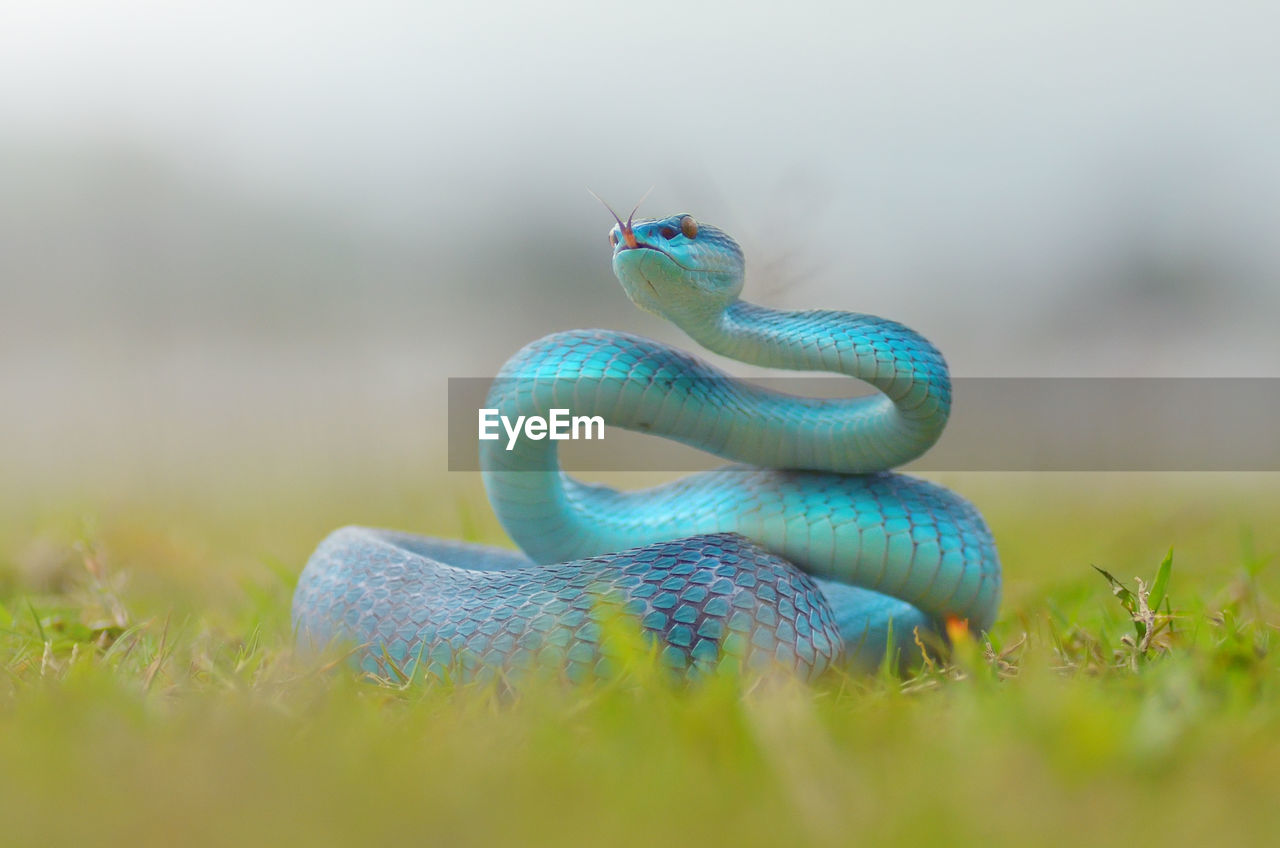 Close-up of turquoise snake on grassy field