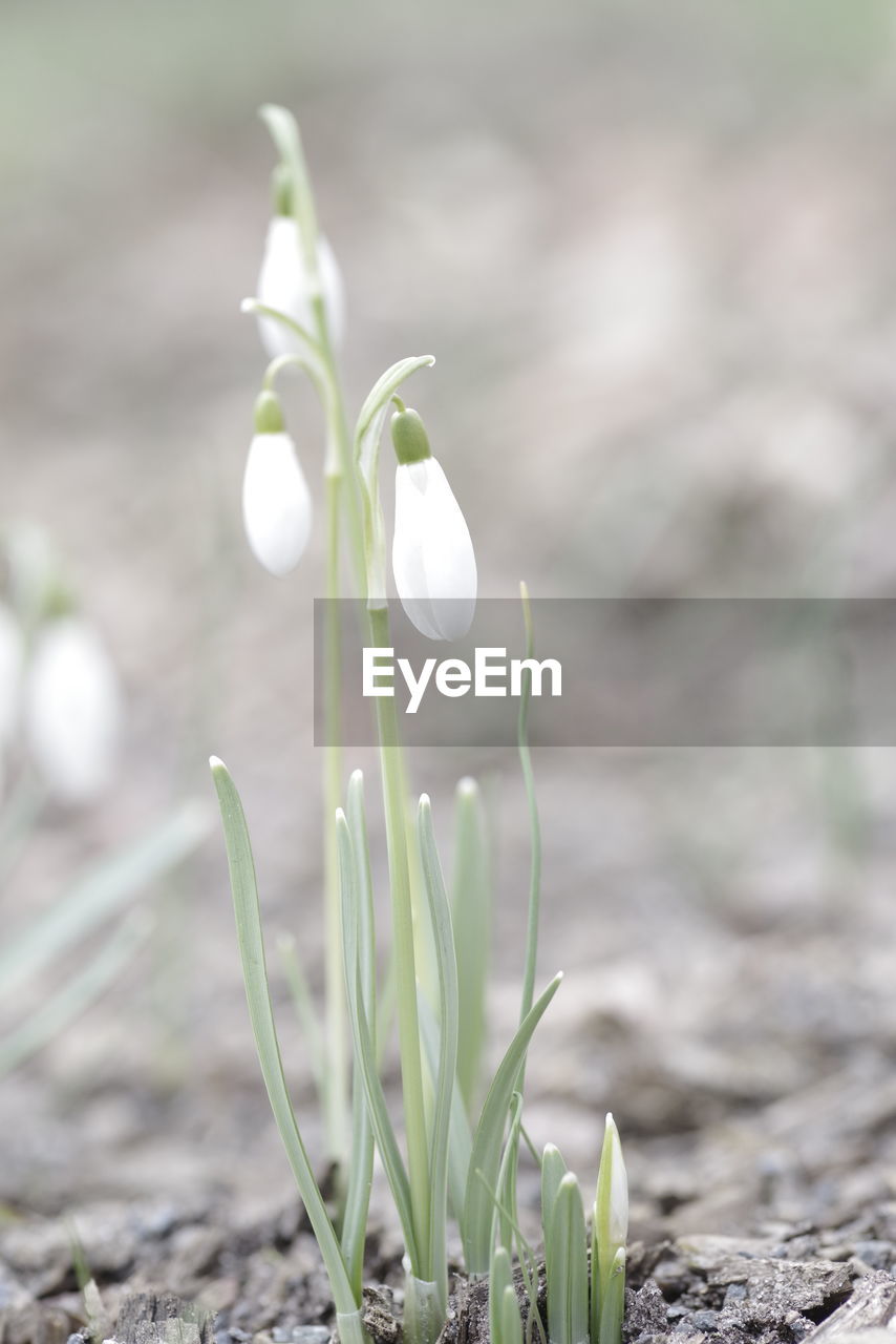 CLOSE-UP OF WHITE CROCUS FLOWER