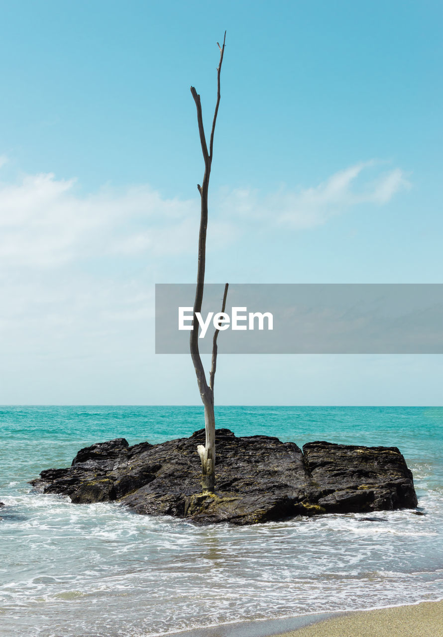 Beautiful landscape of a trunk of an old tree in the beach.