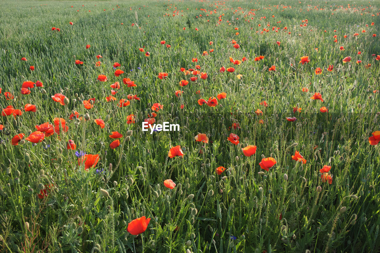 CLOSE-UP OF RED POPPIES ON FIELD