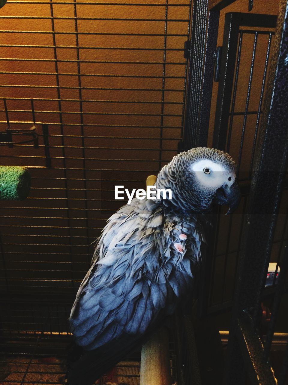 Close-up of parrot in cage