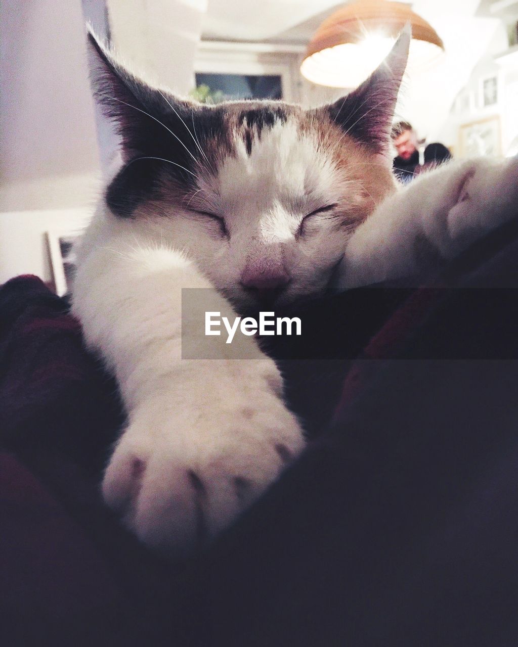 CLOSE-UP OF CAT ON BLANKET