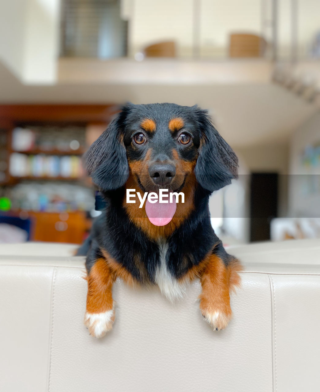 CLOSE-UP PORTRAIT OF A DOG