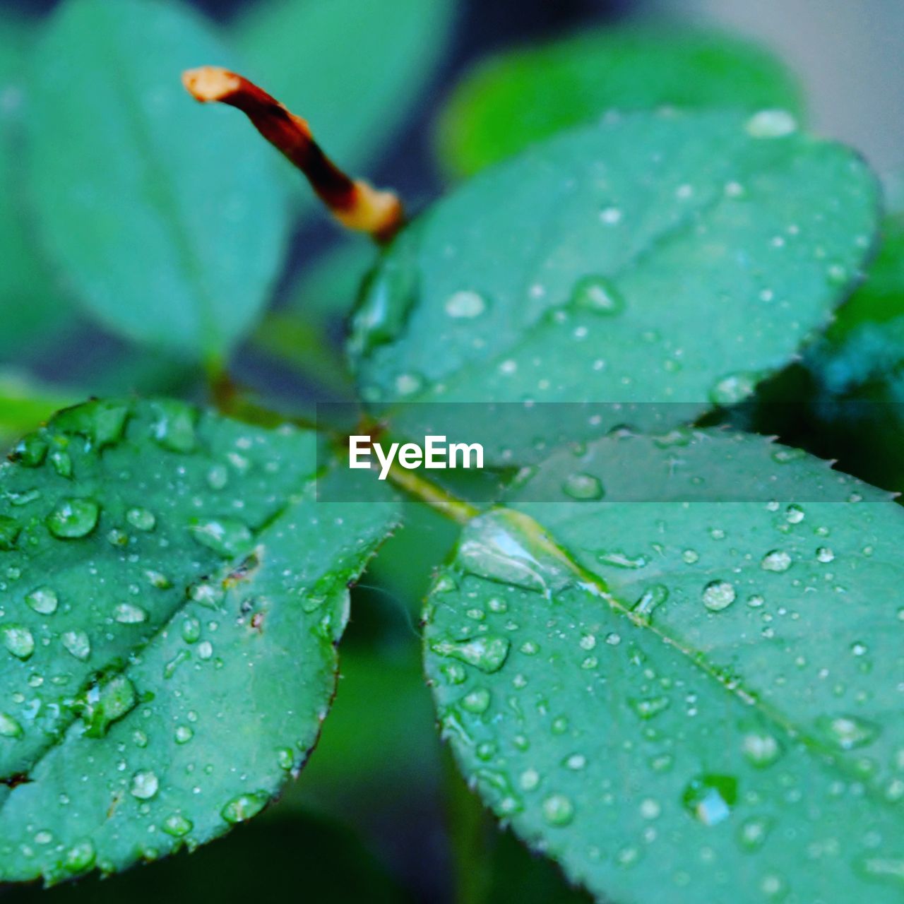 Close-up of water drops on leaf