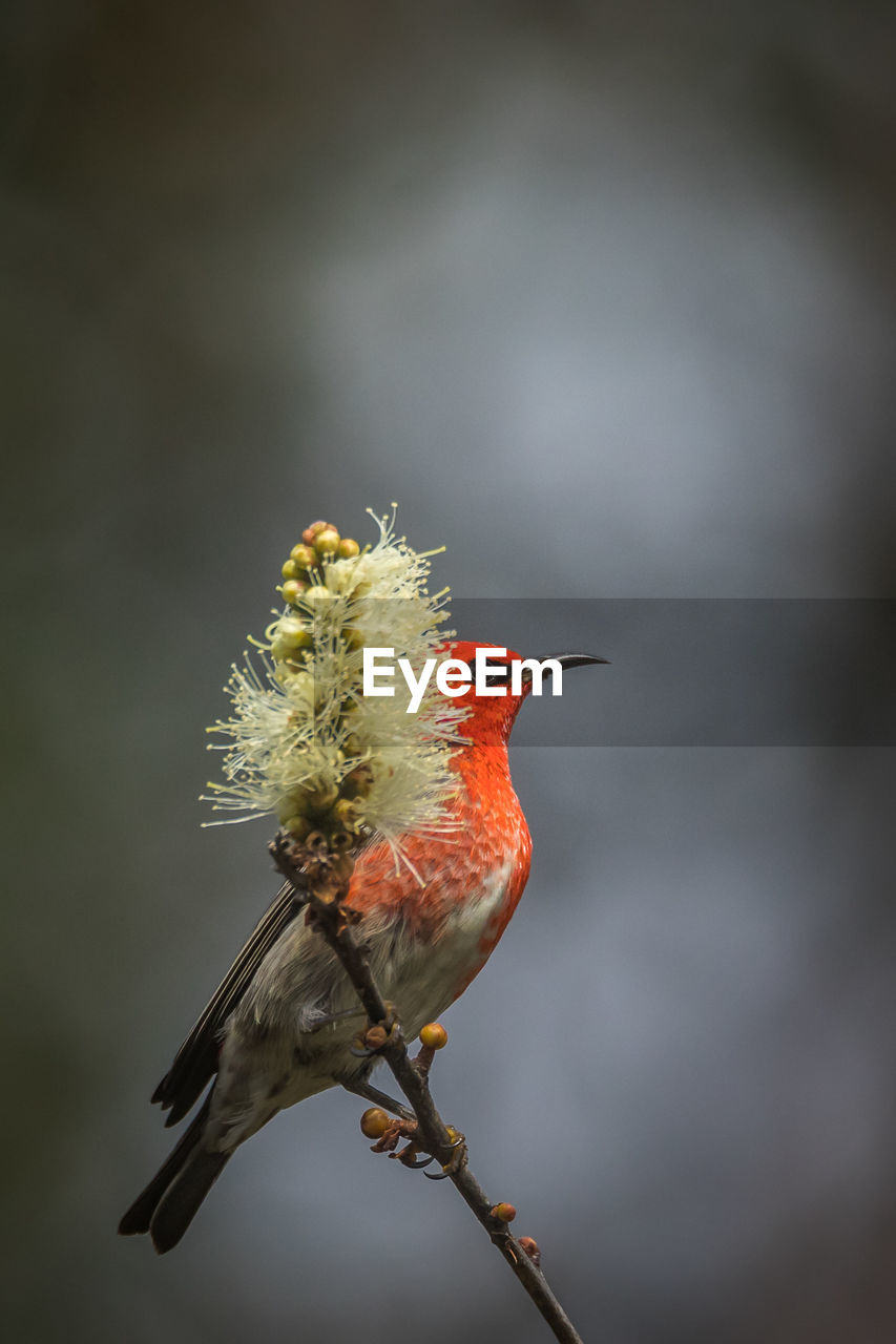 Close-up of red bird perching on branch