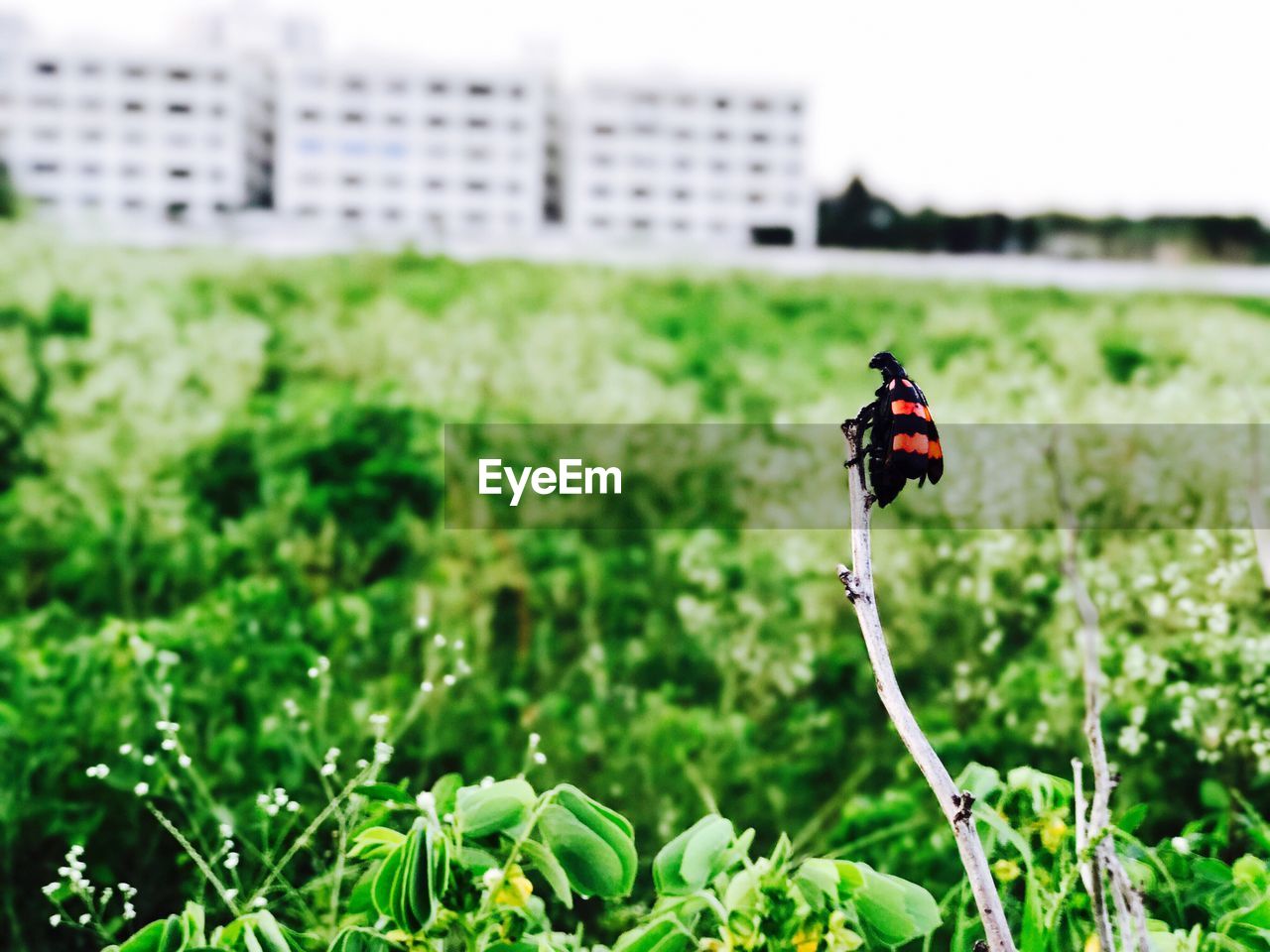 LADYBUG ON FLOWER