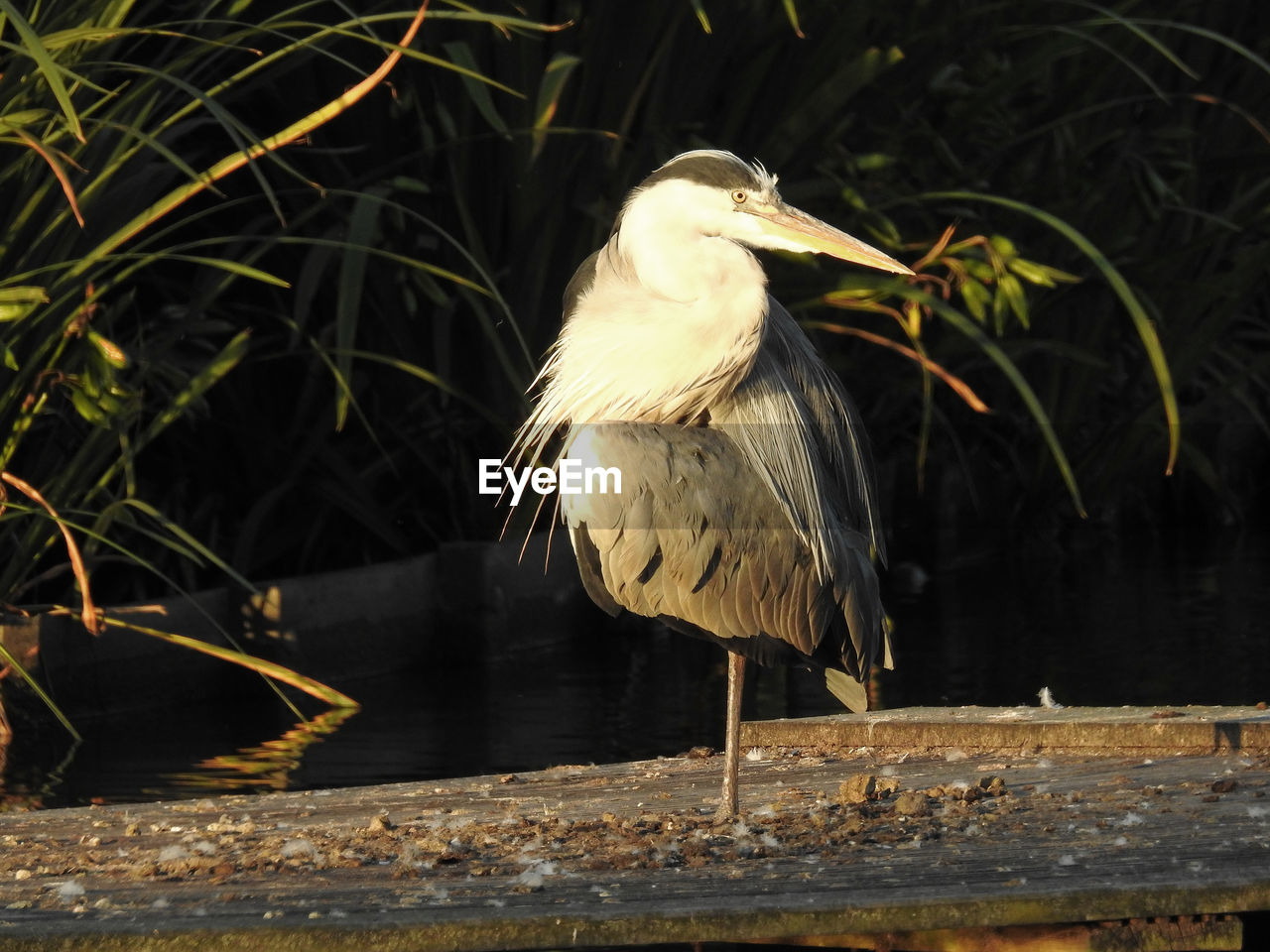 Gray heron on pier by lake