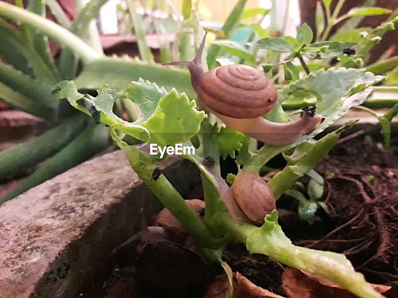 CLOSE-UP OF SNAILS ON PLANT