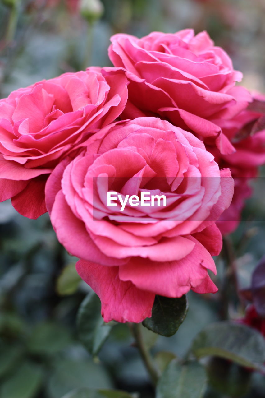 Close-up of pink rose