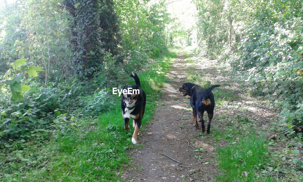 Dogs walking on pathway along trees