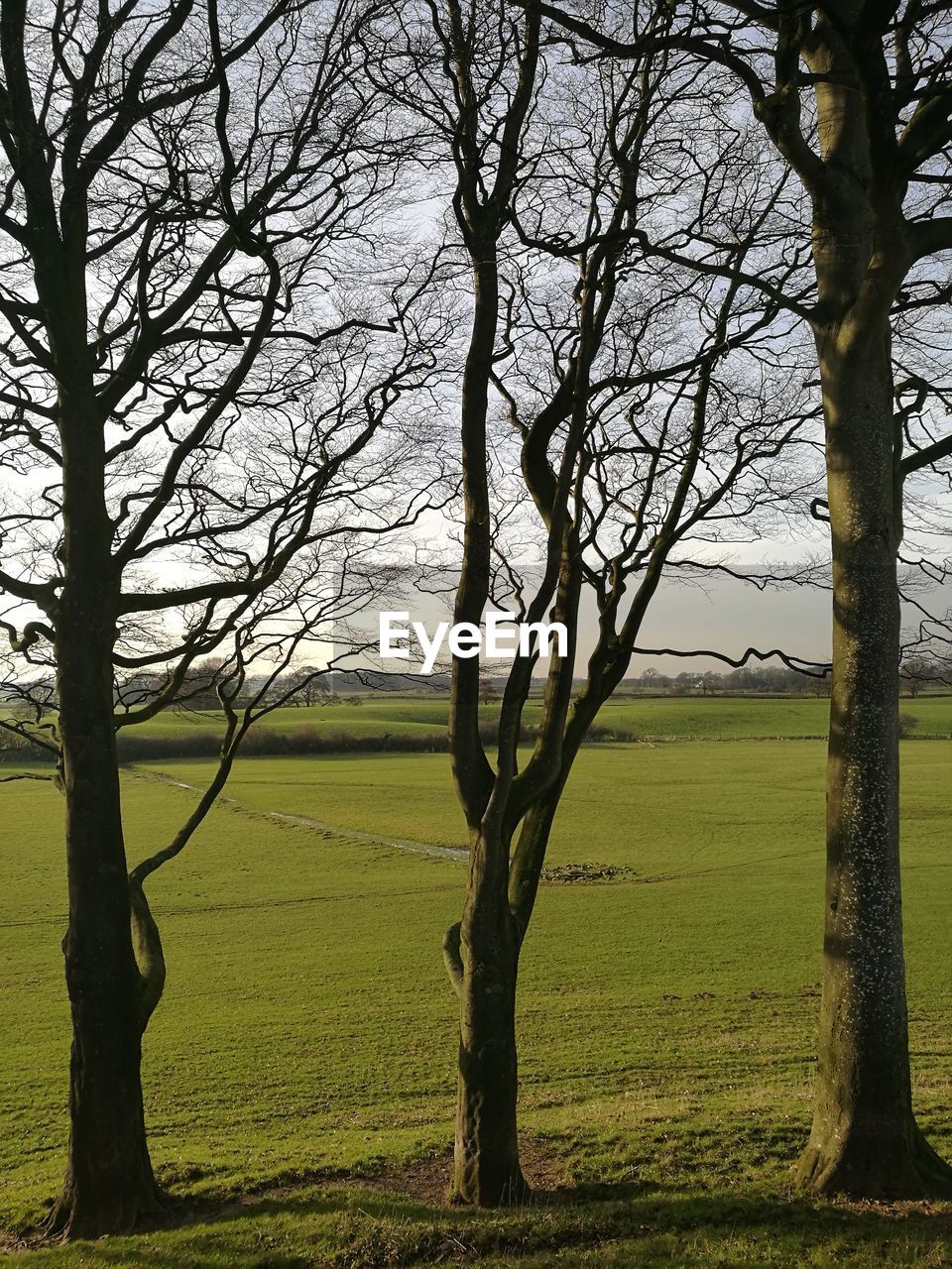 BARE TREE ON FIELD