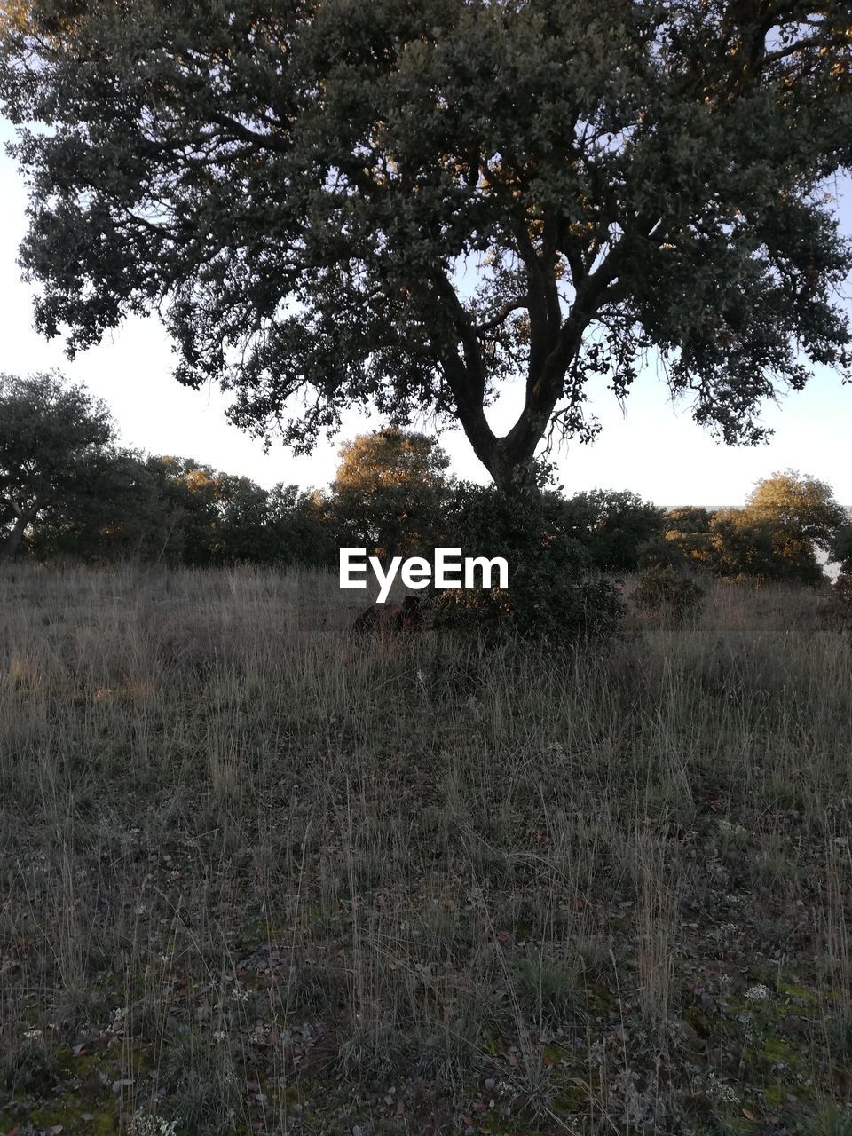 TREES GROWING IN FIELD