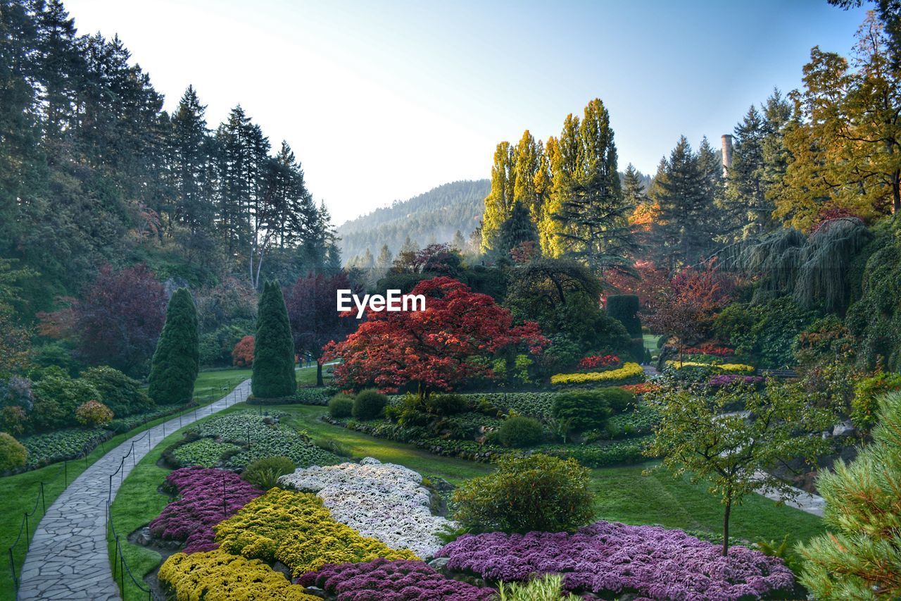 View of plants in garden