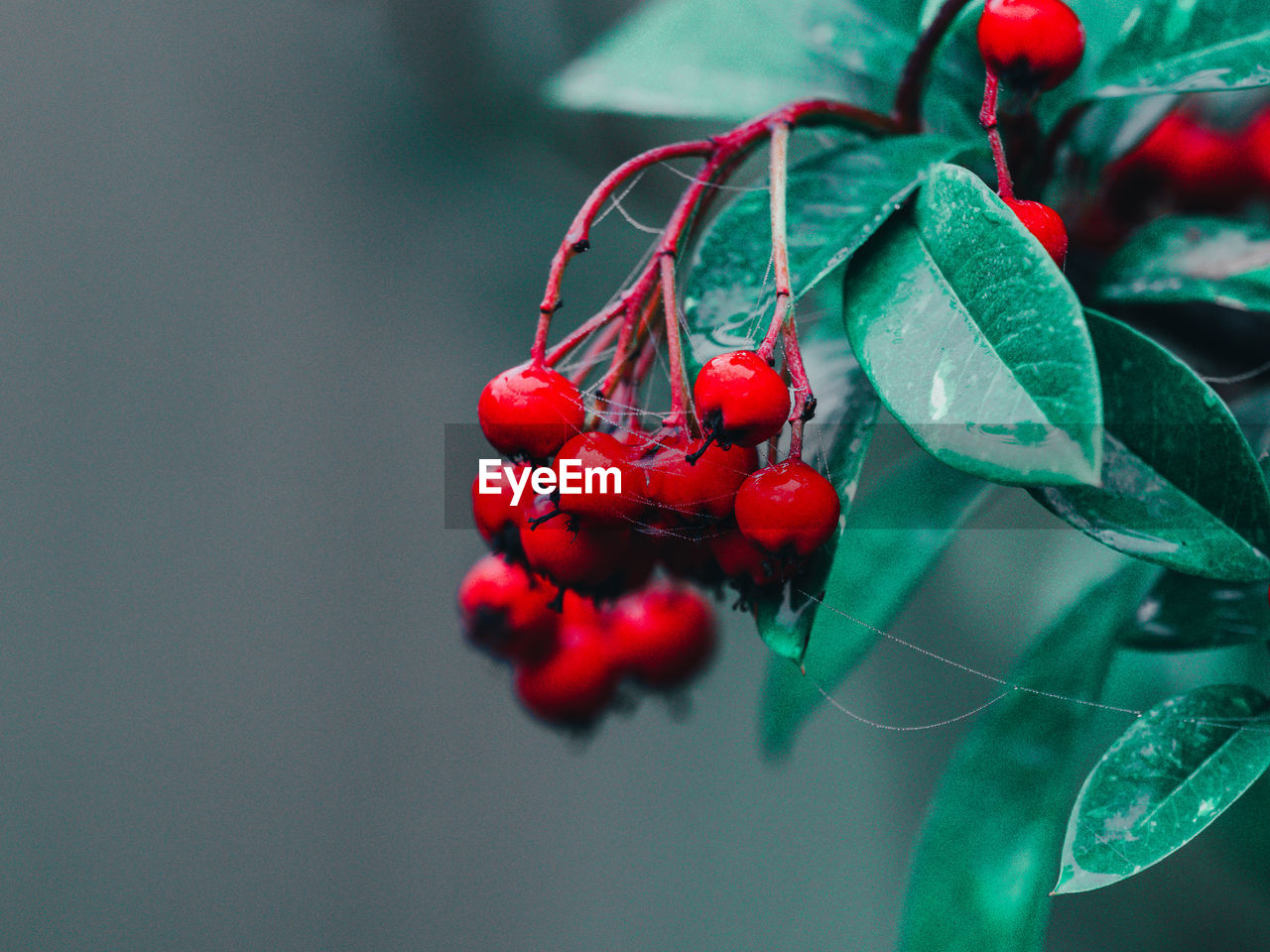 Red berries with green leaves, christmas