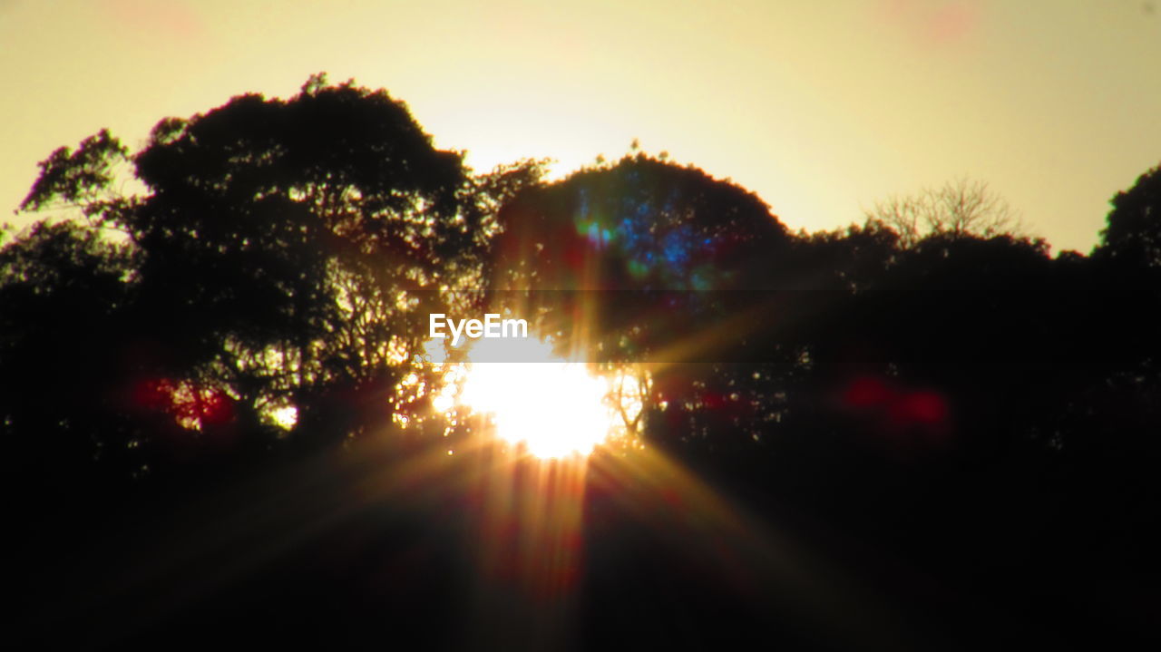 SUN SHINING THROUGH TREES