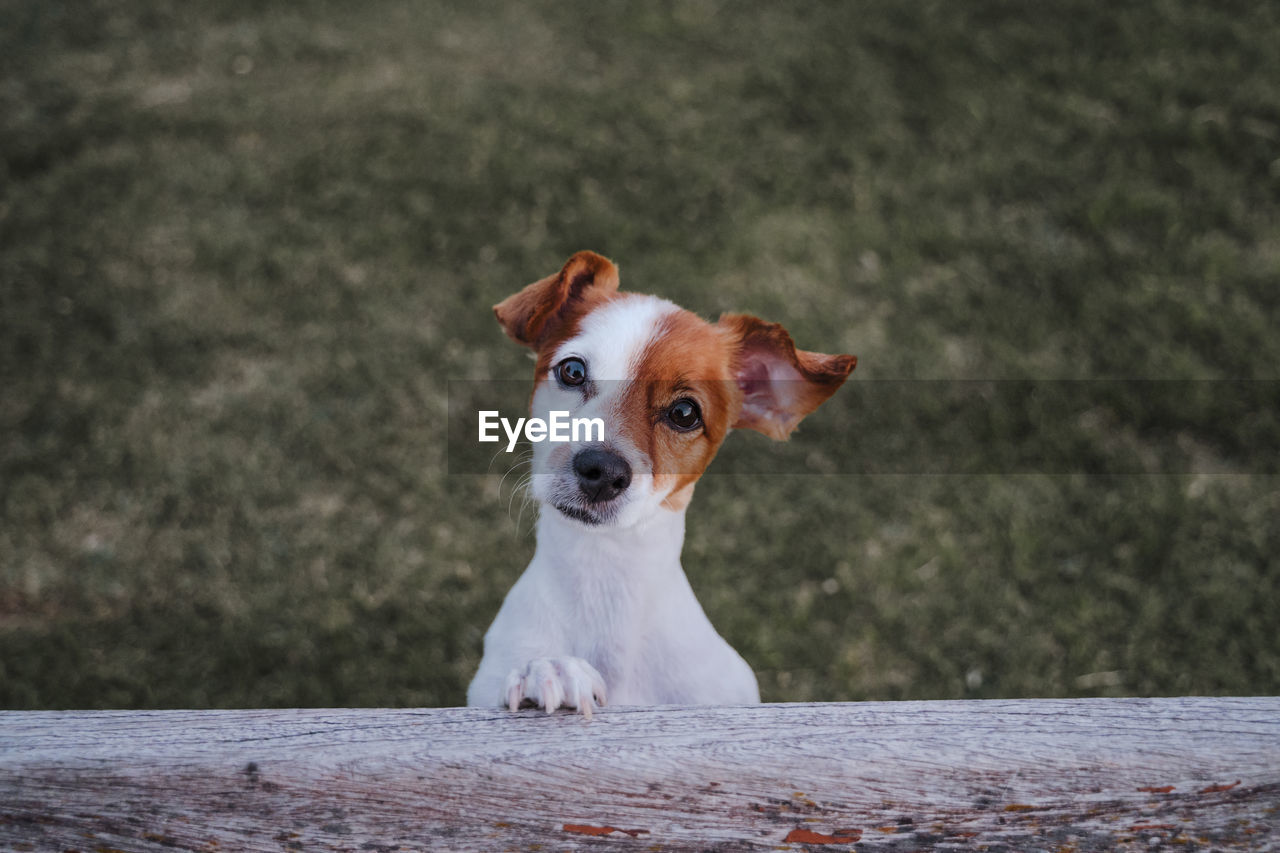 PORTRAIT OF DOG