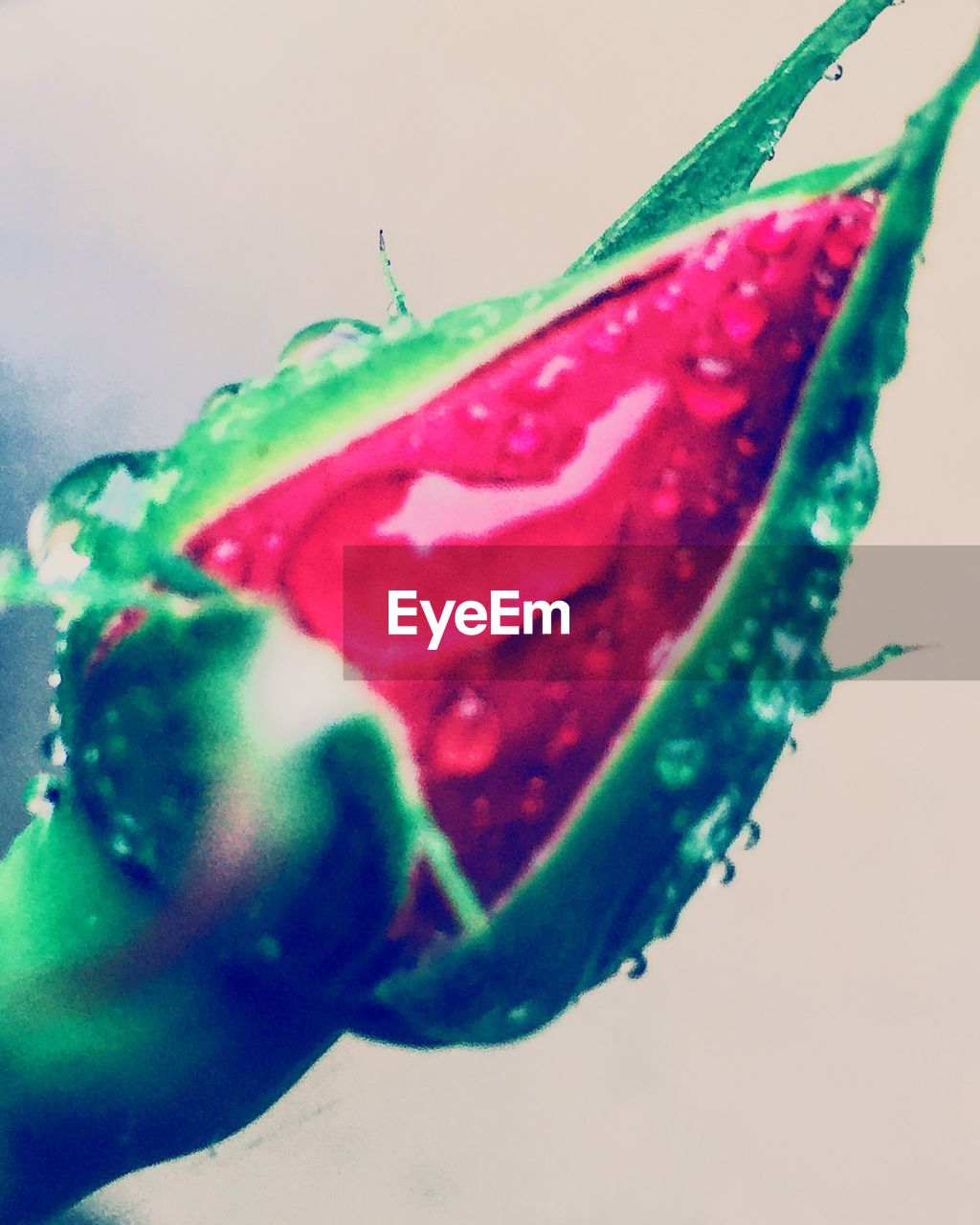 CLOSE-UP OF COLORFUL CANDIES ON GREEN LEAF