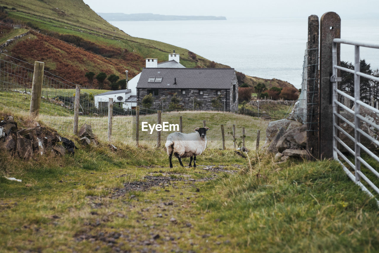 SHEEP ON GRASS AGAINST SEA