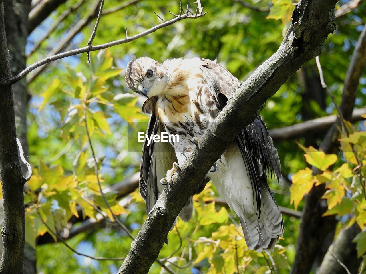 Juvenile red tailed hawk perched on branch