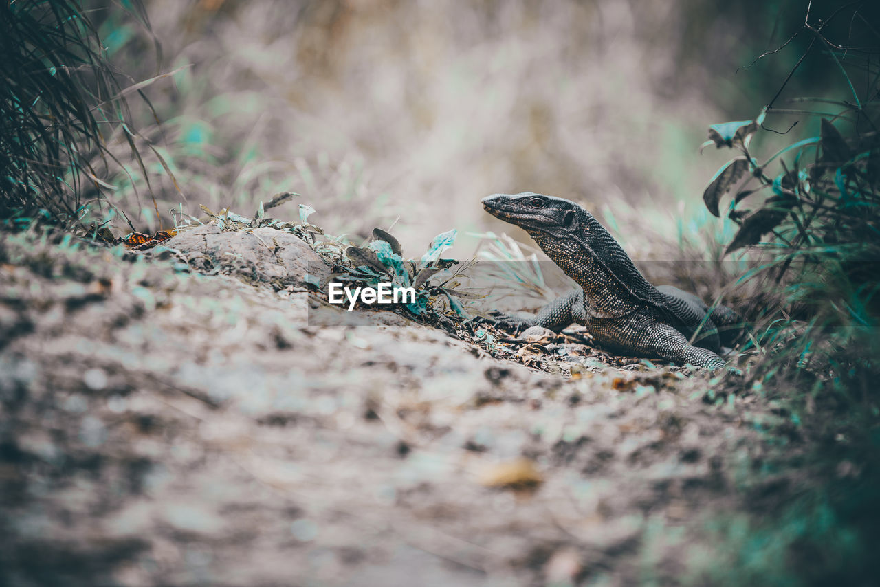 Close-up of reptile on land