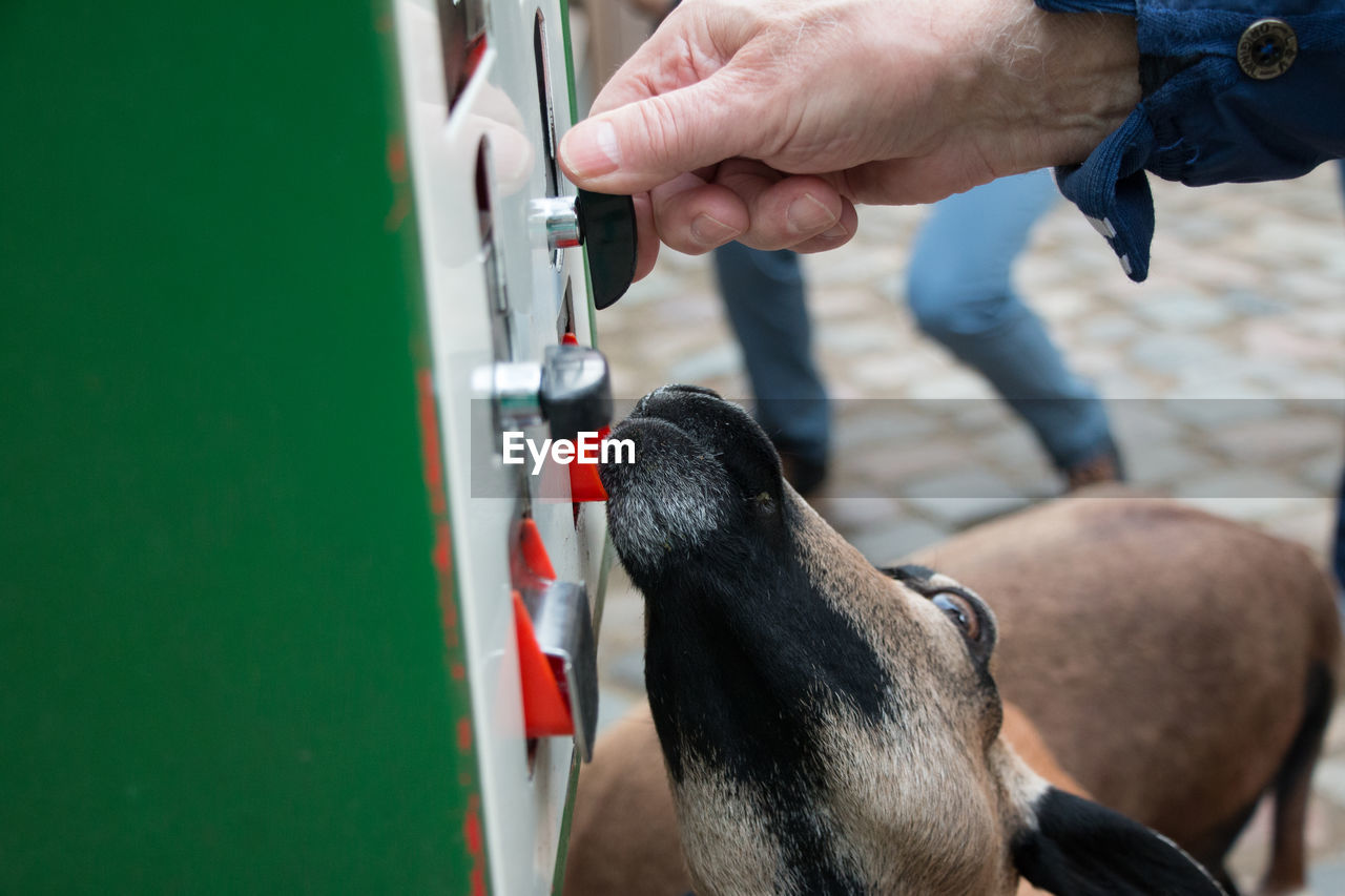 CLOSE-UP OF HAND HOLDING DOG