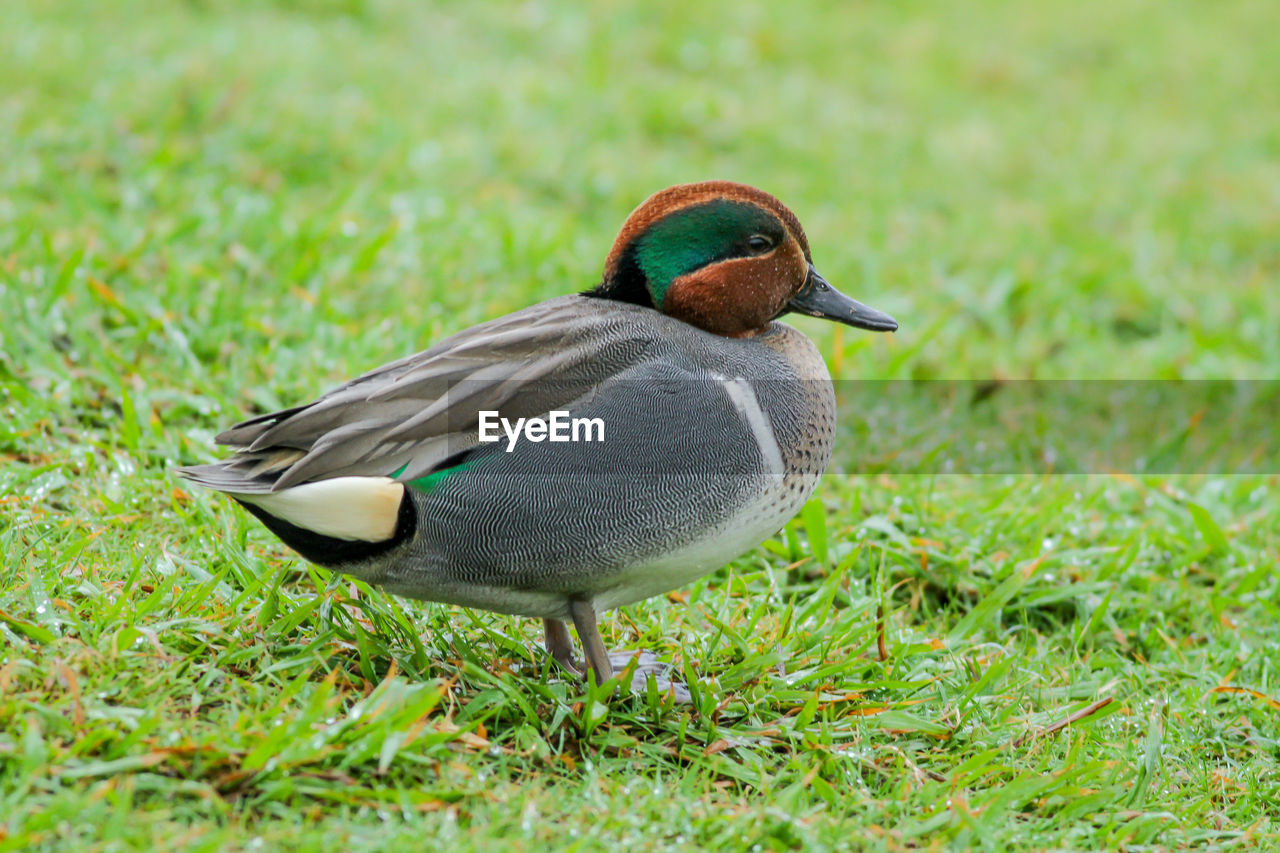 CLOSE-UP OF DUCK ON GRASS