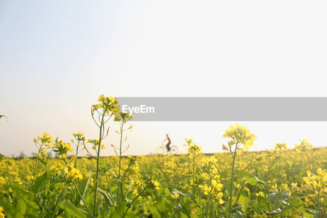 Scenic view of oilseed rape field against clear sky