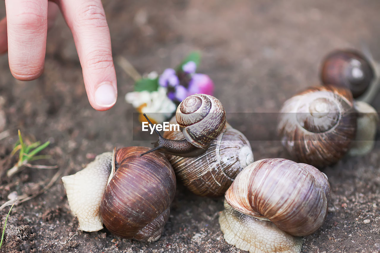 Roman snails crowling outdoors in summer park