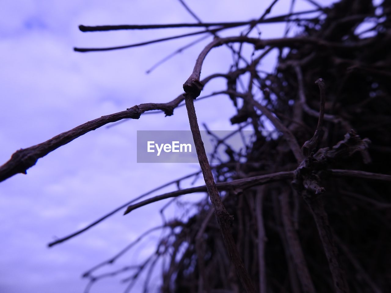 LOW ANGLE VIEW OF BRANCH AGAINST SKY