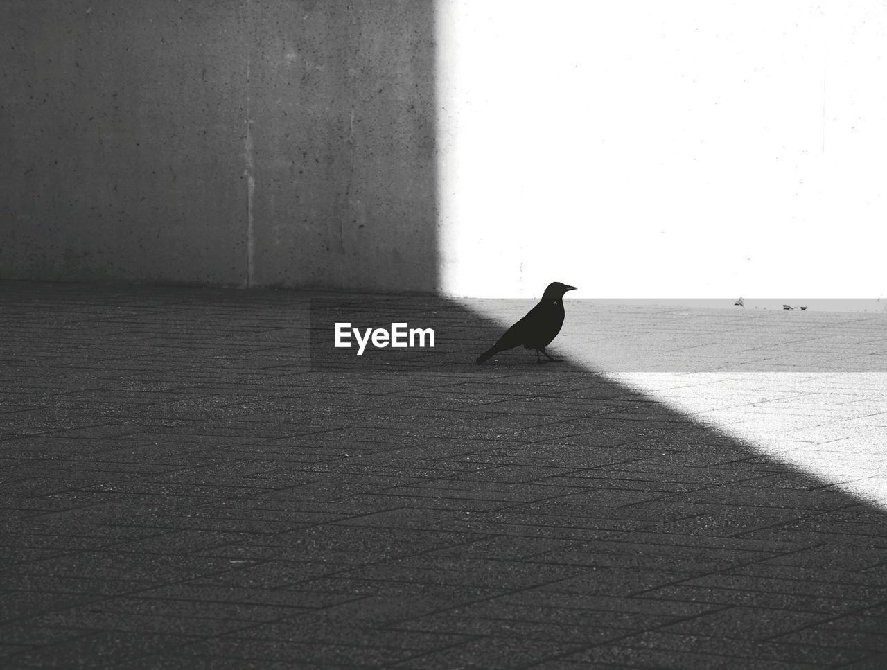 Raven perching on sidewalk by wall