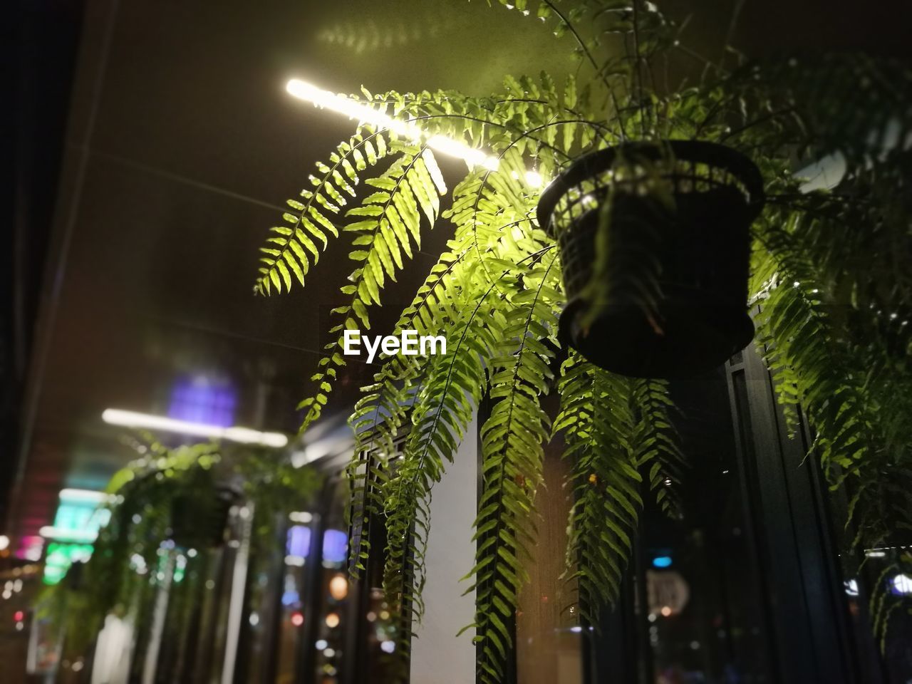 LOW ANGLE VIEW OF TREE AGAINST ILLUMINATED STREET LIGHT