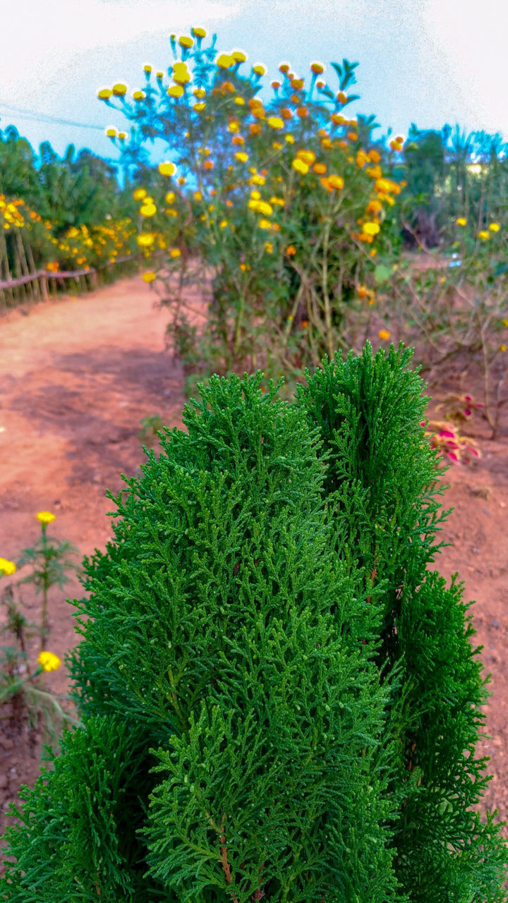 HIGH ANGLE VIEW OF SUCCULENT PLANTS GROWING ON FIELD