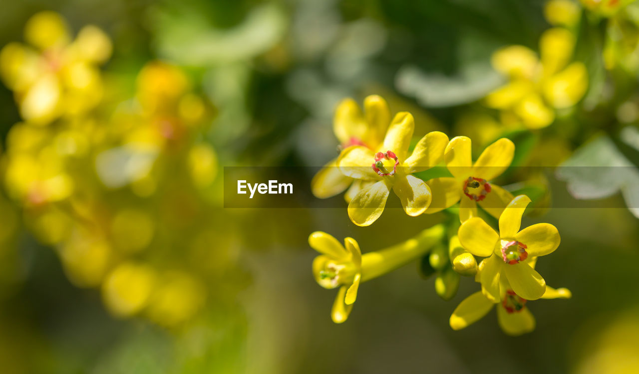 Close-up of yellow flowering plant