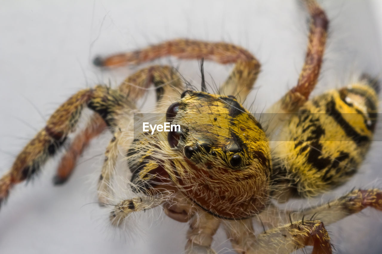 CLOSE-UP OF SPIDER IN THE ANIMAL
