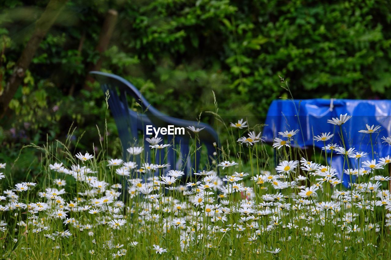 Close-up of purple flowering plants on field