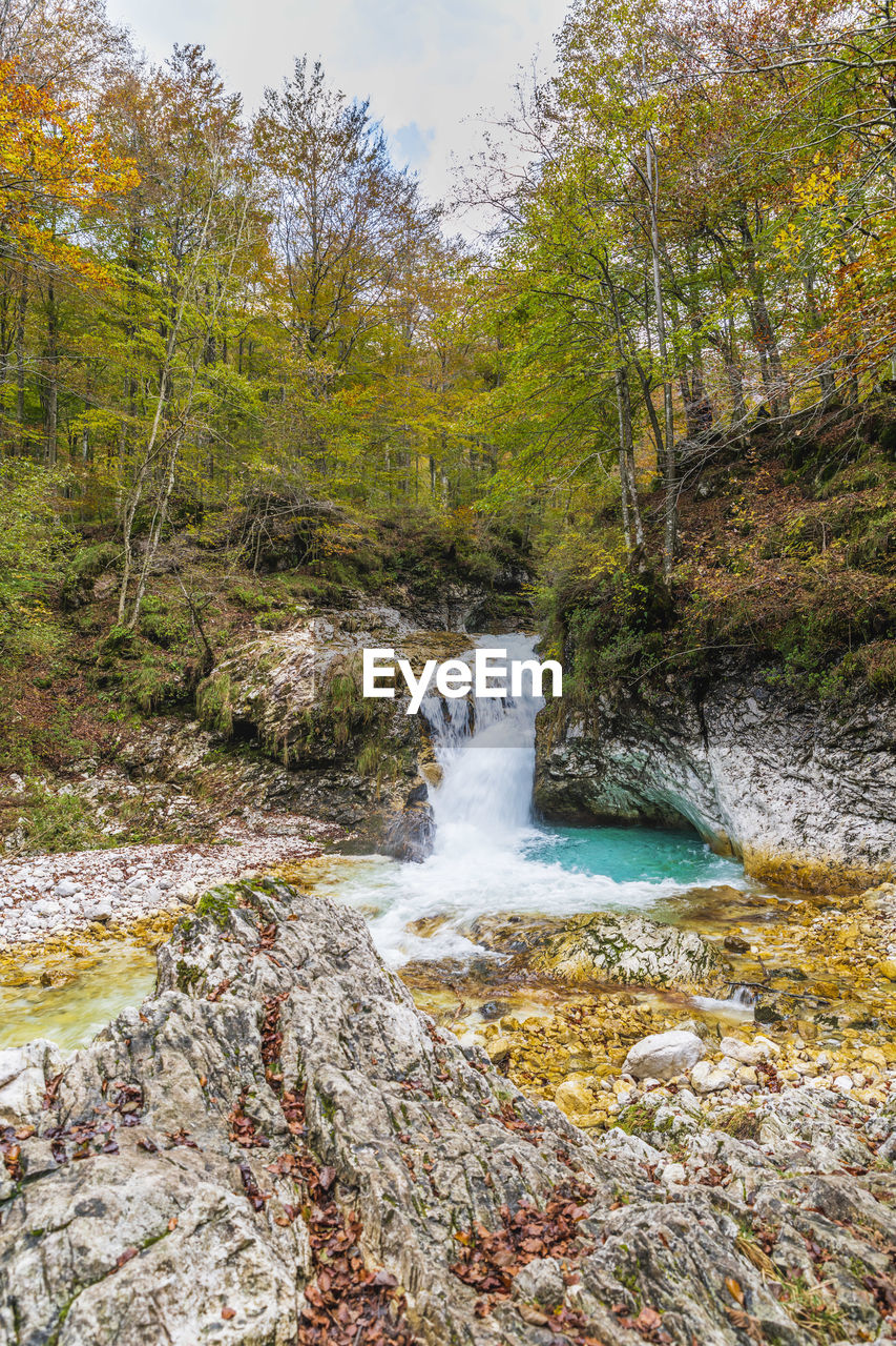 STREAM FLOWING IN FOREST