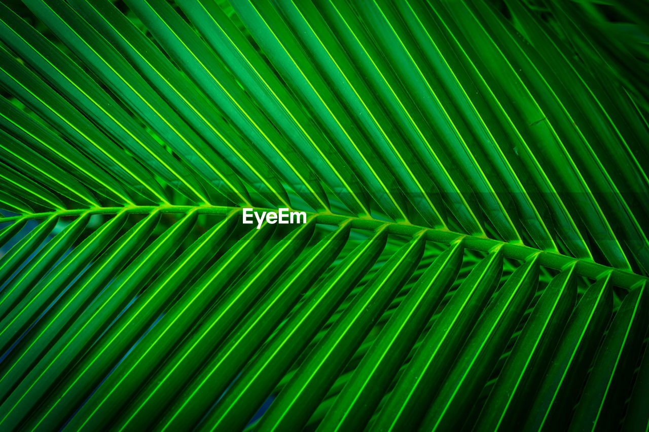 Full frame shot of palm leaves