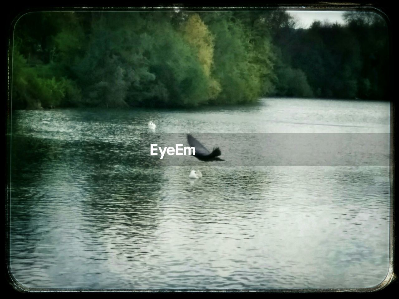 VIEW OF BIRDS IN WATER