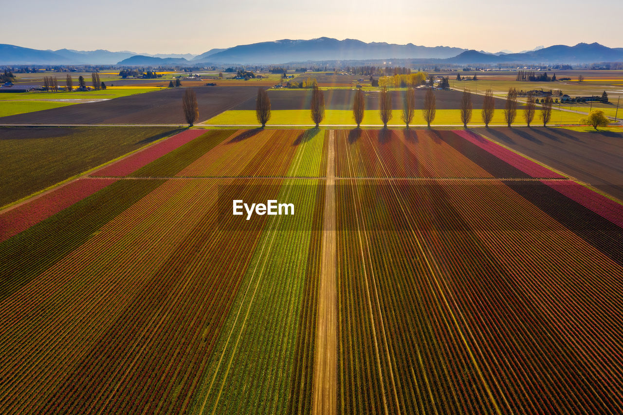 SCENIC VIEW OF AGRICULTURAL FIELD