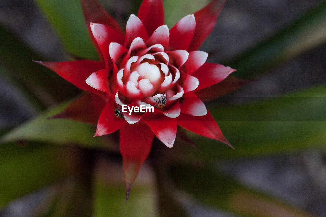 Red and white bromeliad flower with a convergent lady beetle called ladybug hippodamia convergens