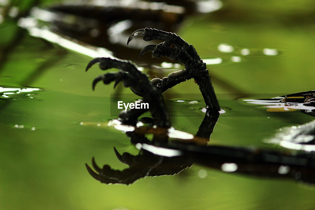 Close-up of dead insect floating on water