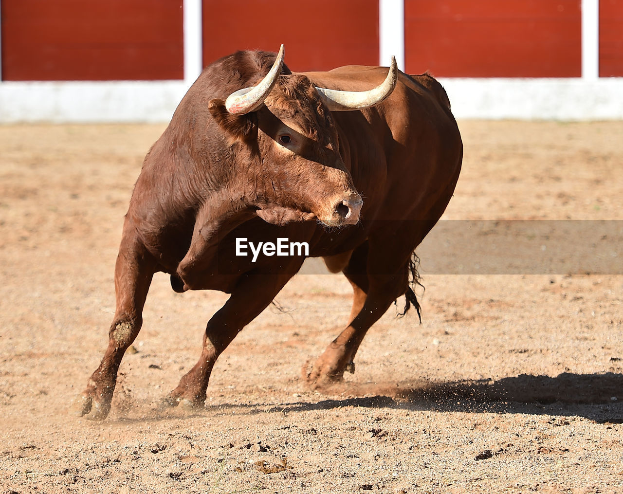 HORSE ON FIELD