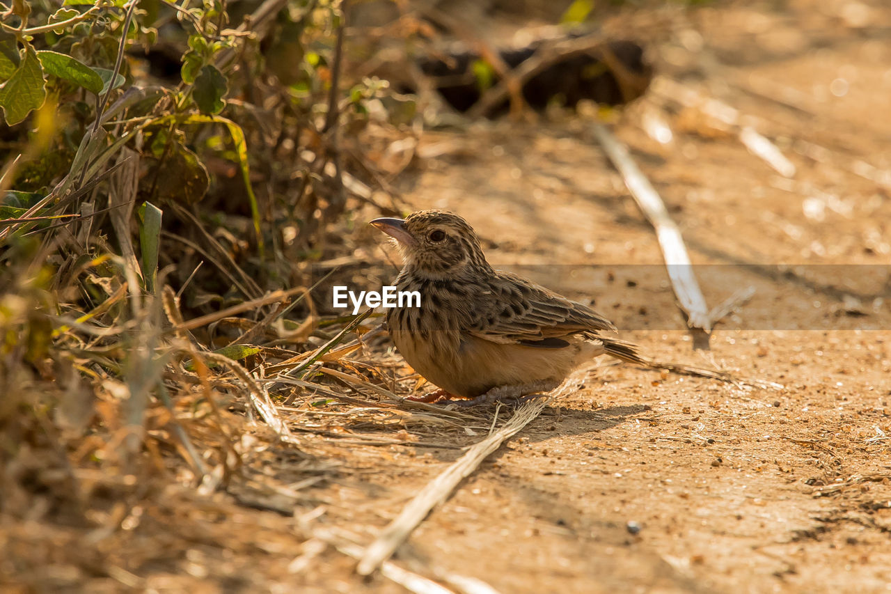 BIRD PERCHING ON A A FIELD