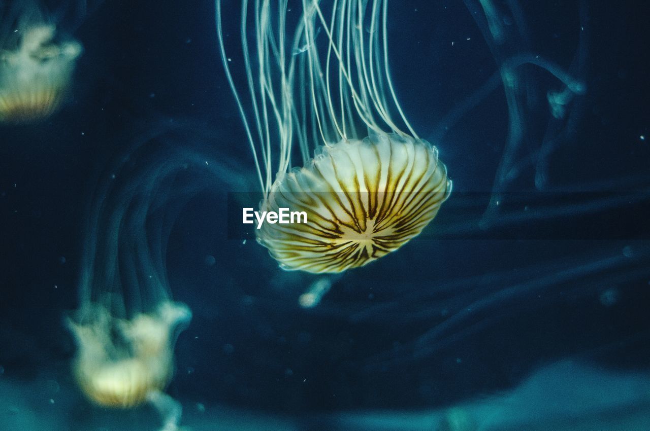 Close-up of jellyfish swimming in aquarium