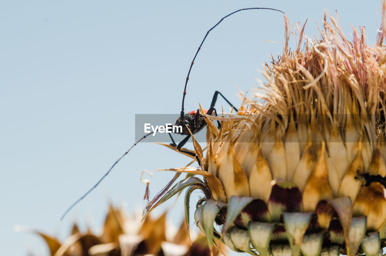 Close-up of insect on flower against sky