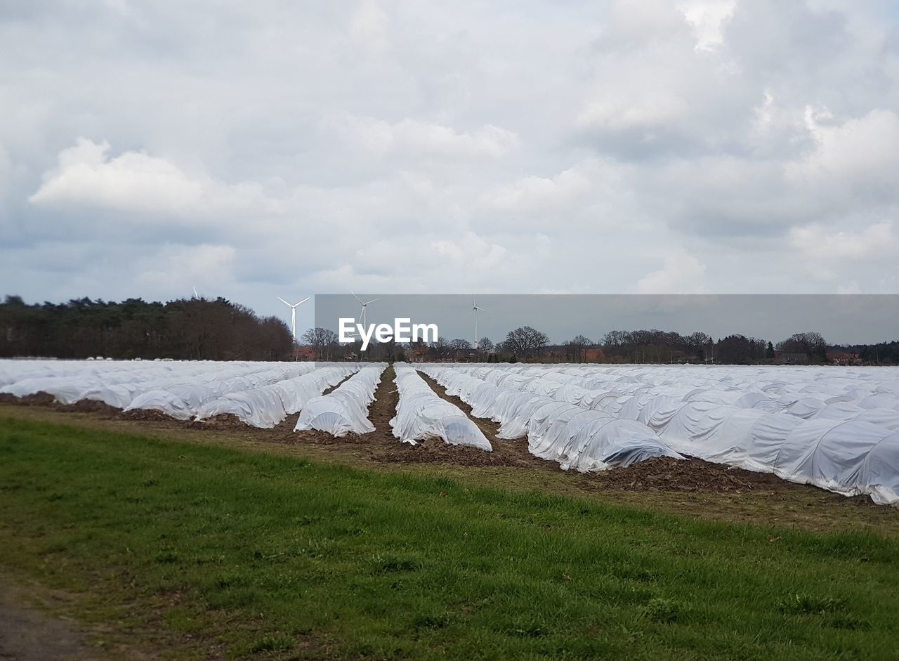 AGRICULTURAL FIELD AGAINST SKY