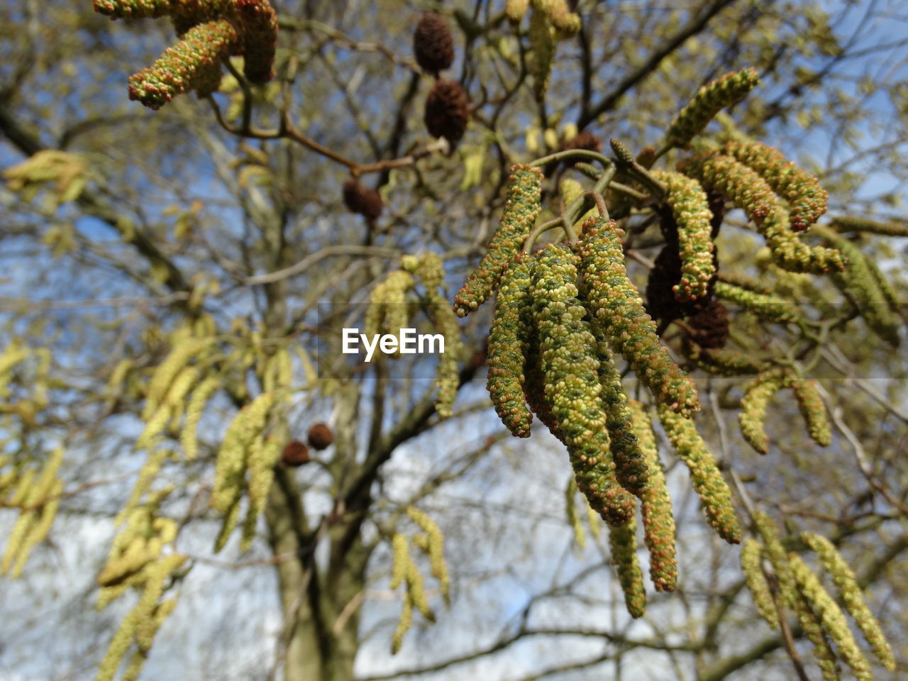 Low angle view of tree on sunny day