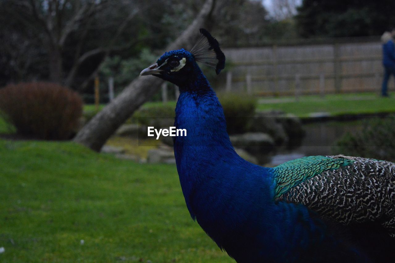 CLOSE-UP OF A PEACOCK ON FIELD